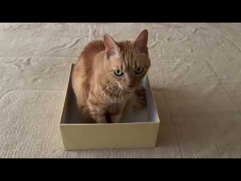 猫が液体に見える科学理由、イグノーベル賞研究で解説