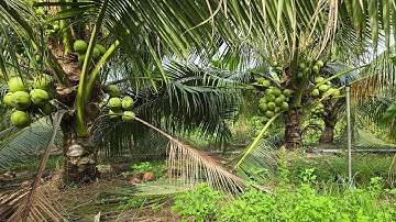 Tập 3800 : Bán vườn dừa đường ô tô gần QL1A (17×48) giá 500 triệu xã long định