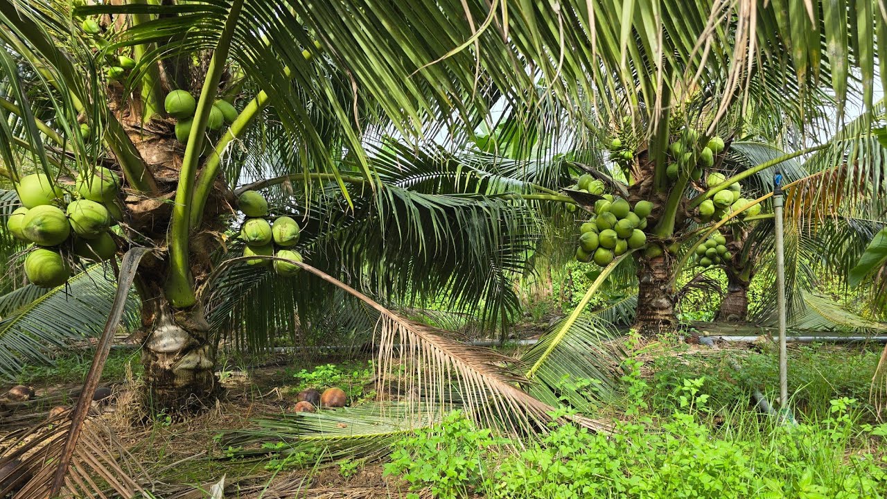 Tập 3800 : Bán vườn dừa đường ô tô gần QL1A (17×48) giá 500 triệu xã long định