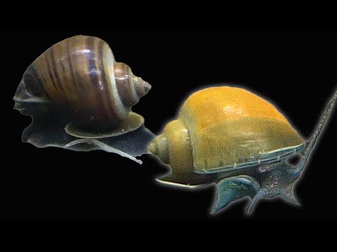 Wideo: Tajemnicze ślimaki