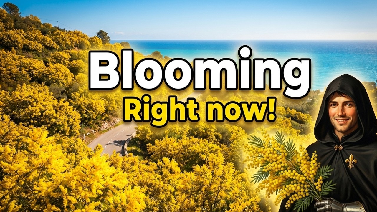 I Walked Through a Yellow Sea😍 Route de Mimosa in Southern France in February 