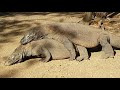 Komodo Dragons Mating. Komodo Islands Indonesia