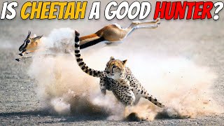Is Cheetah a Good Hunter? - All About Cheetahs! screenshot 3