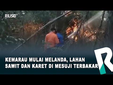 Kemarau Mulai Melanda, Lahan Sawit dan Karet di Mesuji Terbakar