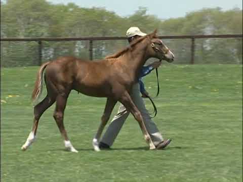 Famous Japanese Select Sale Walking Vidoes - YouTube