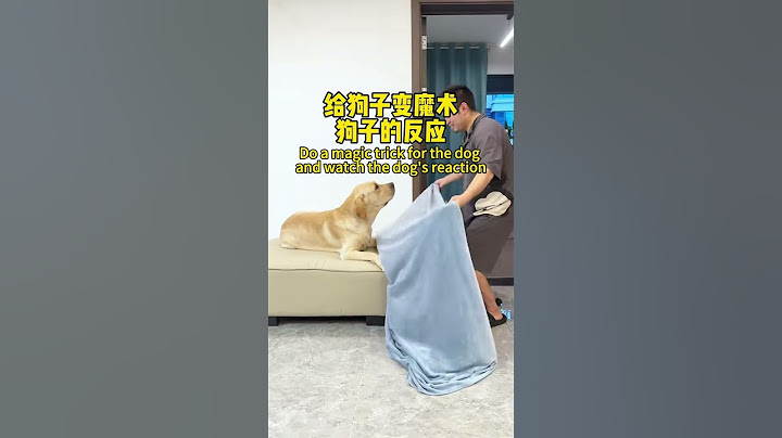 【旺仔很忙🐶Wangzai is busy】这狗子心眼是真的多...He's a smart dog, isn't him?