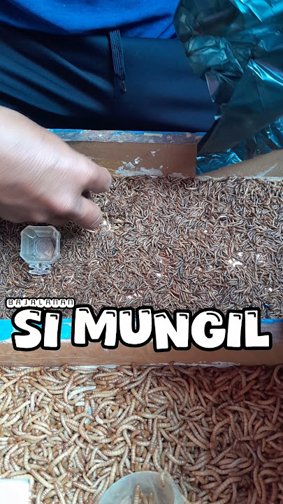 Download lagu geli geli imut #ulathongkong #ulatjerman #hewanlucu