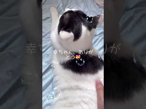 #猫ちゃんとママ、お留守番🏠 #aiミュージック #幸せ #ねこ #ハチワレ