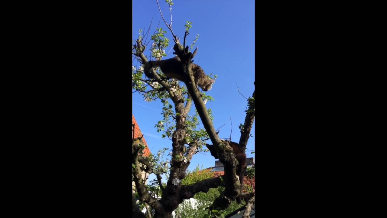 camera iphone 8 plus apk Two cats fighting in tree