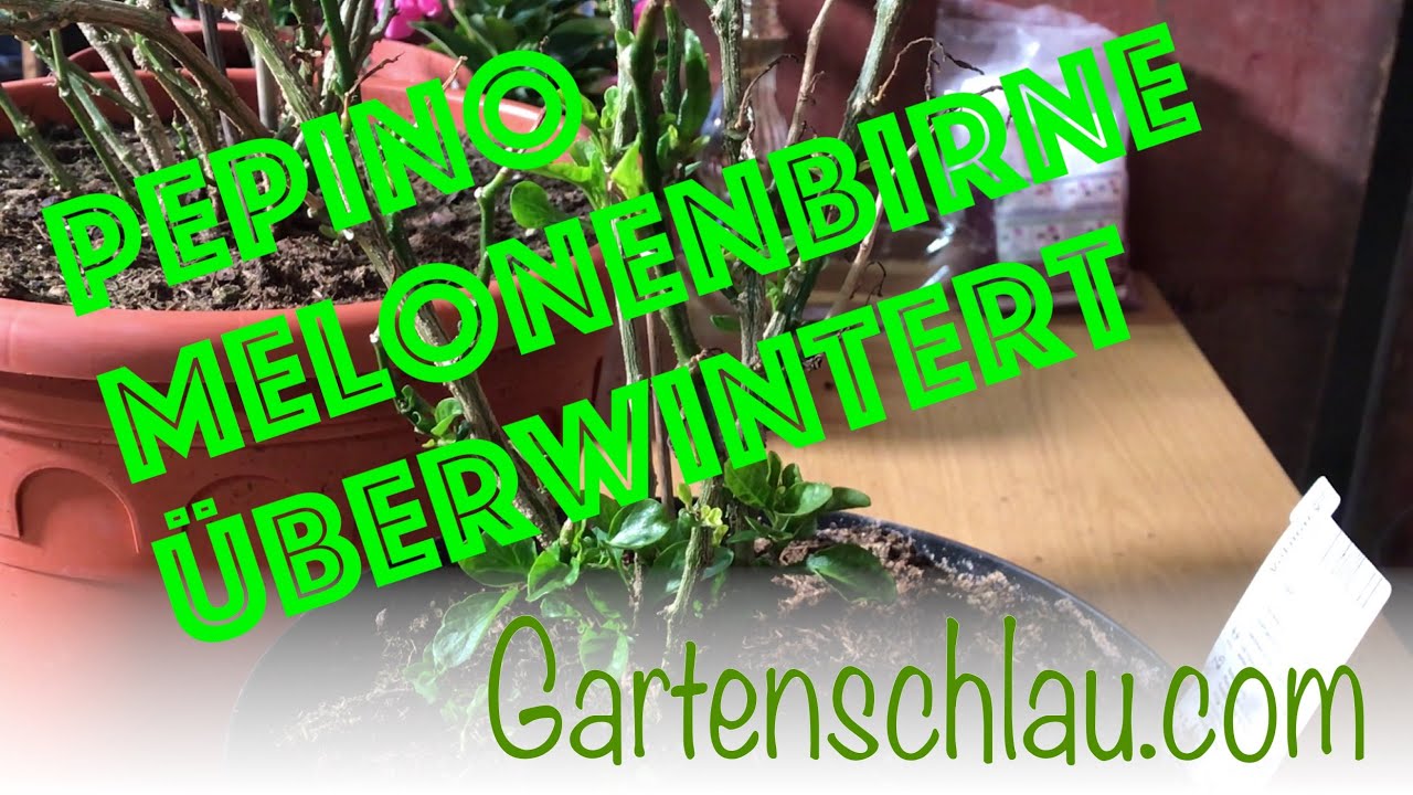 Pepino erfolgreich überwintern: So treibt die Melonenbirne wieder aus