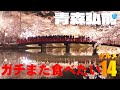 青森弘前ガチまた食べたいグルメ14★ めしたび※022(Subtitles:English,Thai,Korean,Chinese)