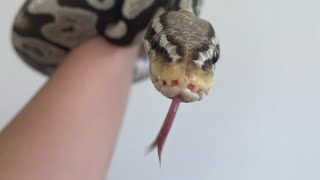 Is your snake underweight or overweight? 🐍 Net Worth