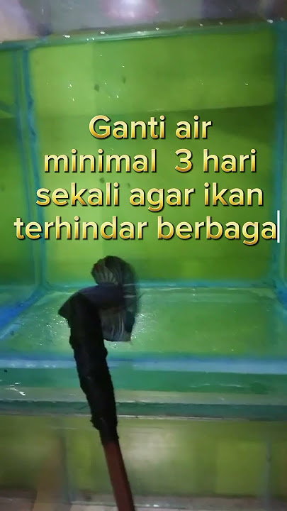 Yuk, sama sma kita belajar merawat ikan cupang jenis plakat hmpk SNI!!