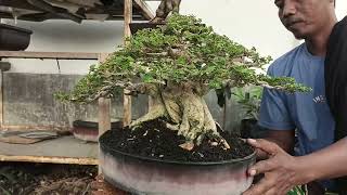 Download Lagu CEK HARGA BONSAI SANTIGI SIANCI KIMENG DI PAK EKO. 0823-3163-8393 MP3