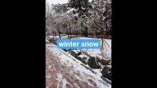 Beautiful Snow Falling ❄️ | Relaxing Winter Nature Scene #shorts #sno #wintermorning #natural natura