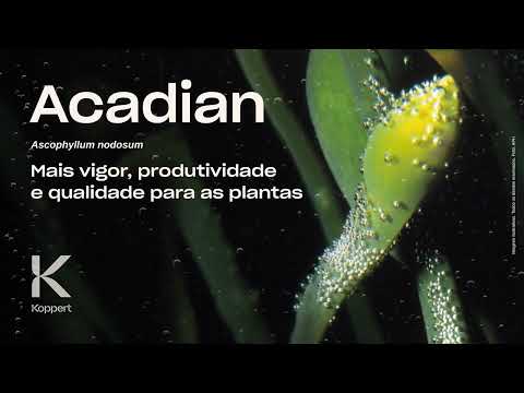 ACADIAN 1LT - KOPPERT
