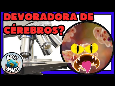 Vídeo: Como uma ameba é classificada?