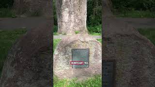 Massachusetts’ largest tree is so old it was alive for Constitution signing — and you can visit