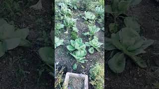 amchya gharchi organic parasbagcauliflowerspinachsatisfavtion?? likeand subscribe?