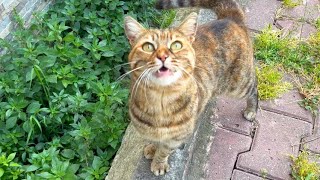 Honey Sugar tabby cat meows for affection rather than food by Istanbul Cats 957 views 2 weeks ago 3 minutes, 11 seconds