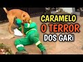 Animais fora dos normais em ação #tentenãorir #2026 #animais engraçados