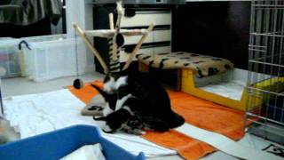 Kittens (4 weeks old) feeding time.AVI