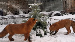 I'll tell you what's happening with Alfie's legs while my foxes are playing