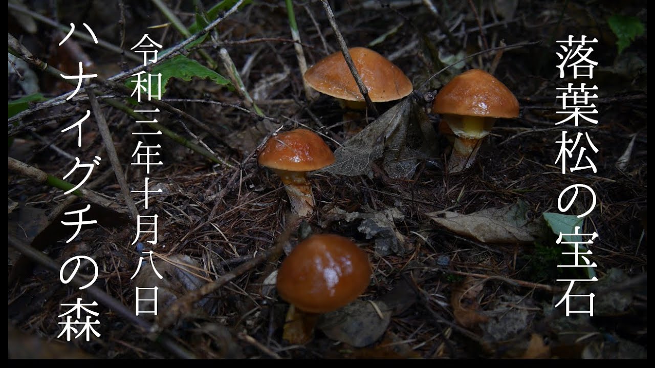 ハナイグチの森 ラクヨウ ジコボウ リコボウ Youtube