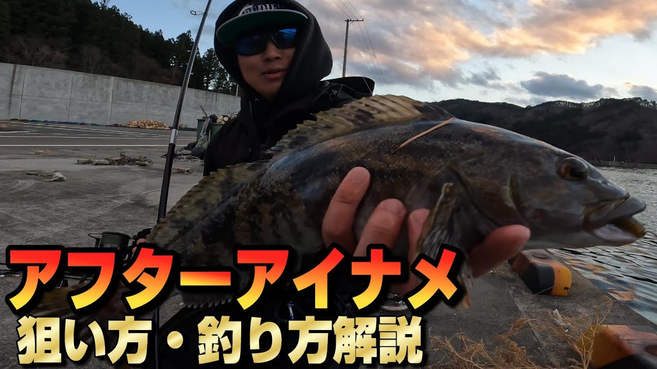 【アイナメワーム】激渋でも関係なく良型アイナメを堤防から釣るプロは凄い！in岩手釣行
