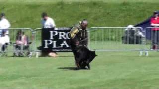 Beauceron Nationale d'  Elevage 2009. Ring 3. 1 partie