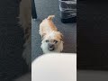 Poppy is BACK. Our favorite lil dog with an underbite made an appearance at team meeting. #officedog