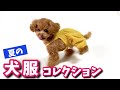 犬服を紹介した後めちゃくちゃ気を抜く犬【トイプードルのコロン】