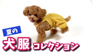 犬服を紹介した後めちゃくちゃ気を抜く犬【トイプードルのコロン】
