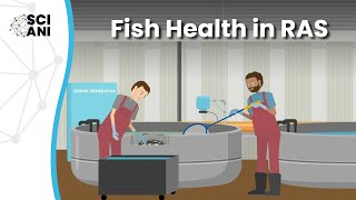 Is ozone safe for Atlantic salmon postsmolts in RAS