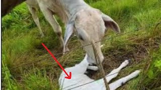 Curando umbigo do bezerro. Vaca muito Braba🚨🚨