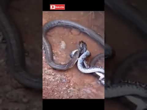 Wideo: O wężu królowej, kobrach i anakondach