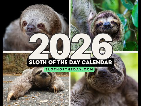 2026 Sloth Wall Calendar by Sloth of The Day
