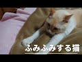 ひたすらふみふみする猫