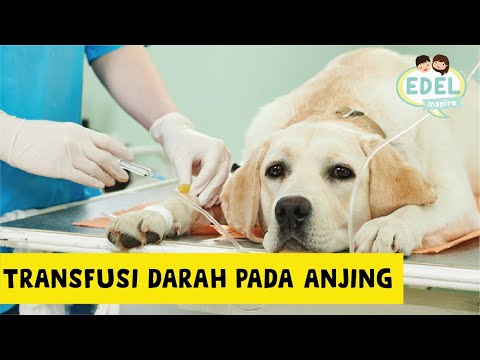 Video: Anjing Menyumbangkan Darah Untuk Anjing Lain & Menyelamatkan Nyawanya. Sekarang Mereka Teman Terbaik!