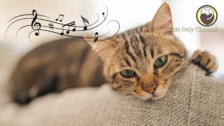 Cat Music  ​Soothing Sleep Music + Cat Purring Sounds / Anxiety Relief, Relaxation