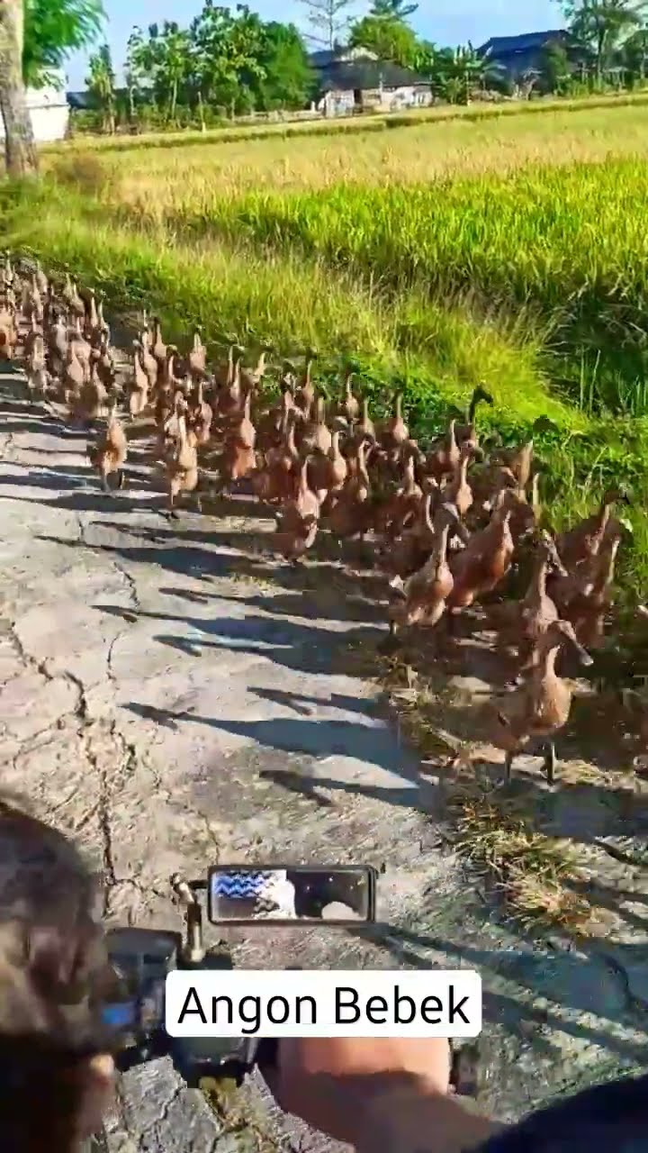 Angon Bebek Adsense: Menggembalakan Bebek dan Menuai Keuntungan Online