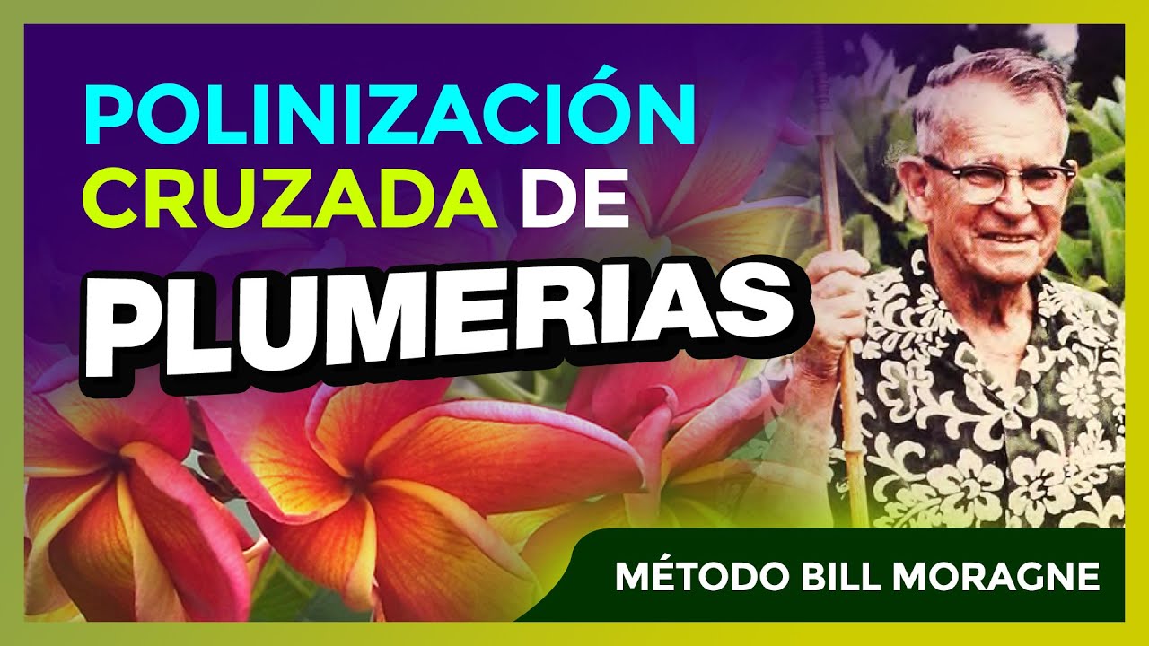 La POLINIZACIÓN CRUZADA en PLUMERIAS de Bill Moragne / PARTE 1 #plumerimax #plumeria