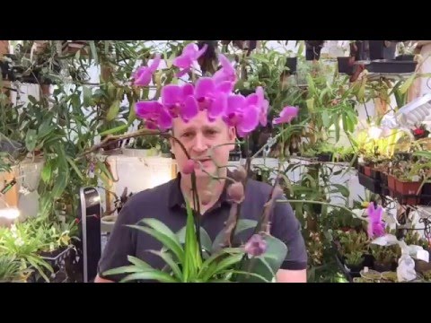 PHALAENOPSIS