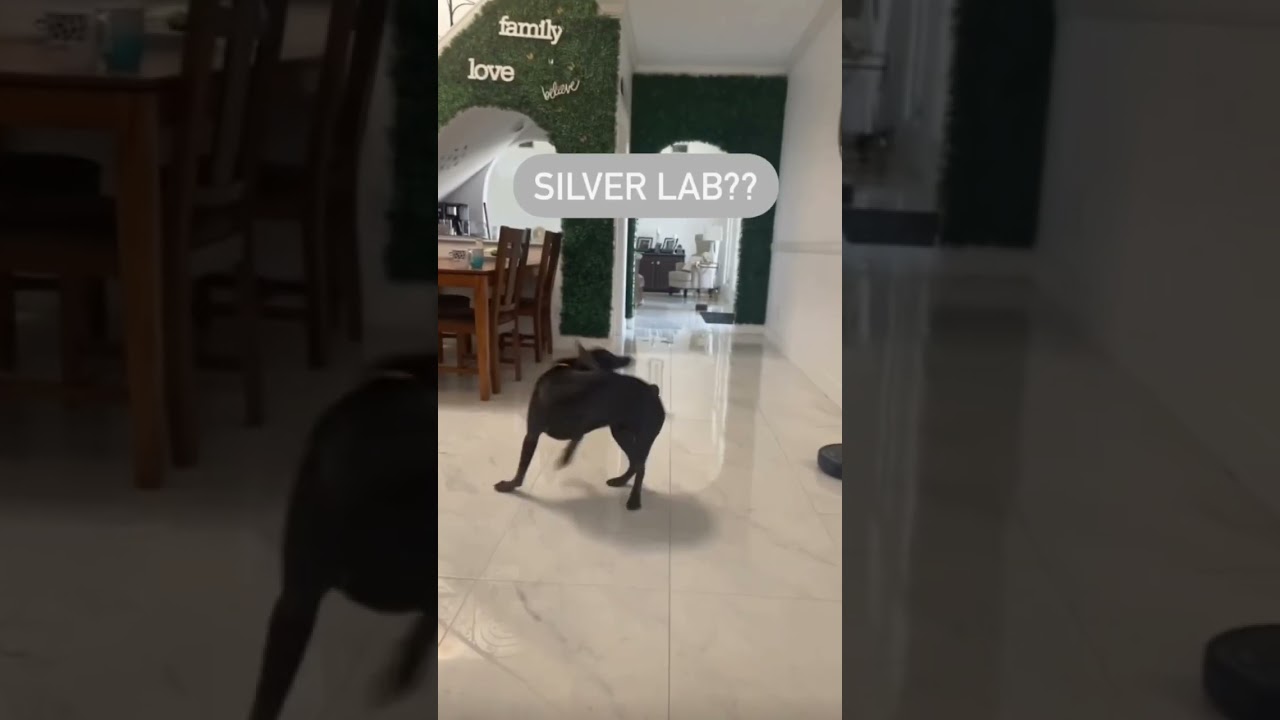 Live in Texas but don’t know what a Blue Lacy is? Here is Marz our Blue Lacy! 