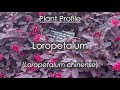 Loropetalum plant profile