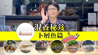 魚缸室友怎麼選? 新手養魚 混養必看秘笈【下層魚篇】