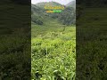 # chiyabari# mini illam# bhotechaur#greenary# nature#traveldiaries #love