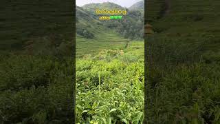 # chiyabari# mini illam# bhotechaur#greenary# nature#traveldiaries #love
