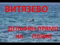 АНАПА. ВИТЯЗЕВО. ДЕЛЬФИН прямо на берегу | Поднимает НАСТРОЕНИЕ. Отличная погода. Чистое море