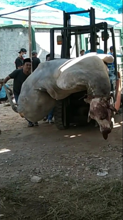 GOBEL JADI SAPI QURBAN TERBESAR  MINDAHINNYA PAKE ALAT BERAT #shorts #setiafarm #sapijumbo #sapipo